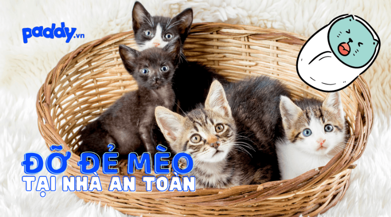 Quá trình mèo con đang ra đời trong lúc đỡ đẻ cho mèo